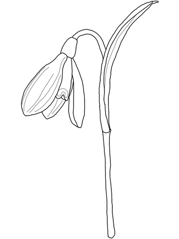 Snowdrop Coloring Page