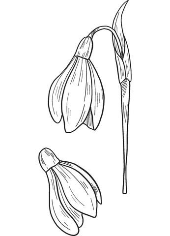 Snowdrop Coloring Page