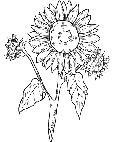 Sunflowers Coloring Page