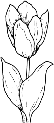 Tulip Coloring Page