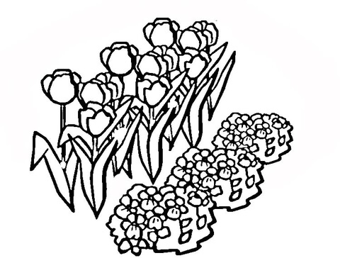 Tulips Coloring Page