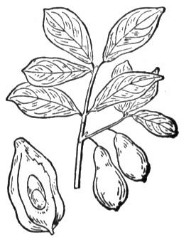 Avocado Coloring Page