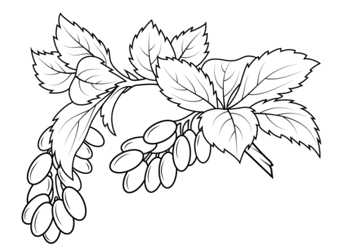 Berberis Coloring Page