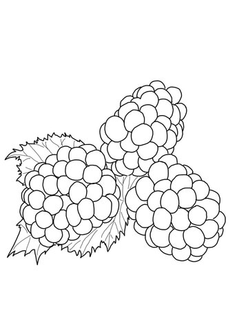 Blackberries Coloring Page