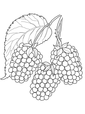 Blackberry Coloring Page