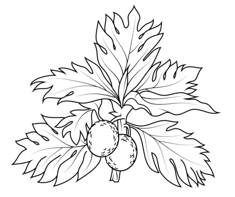 Breadfruit Coloring Page