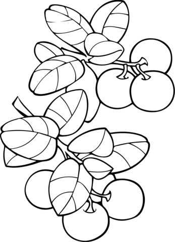 Cranberries Coloring Page