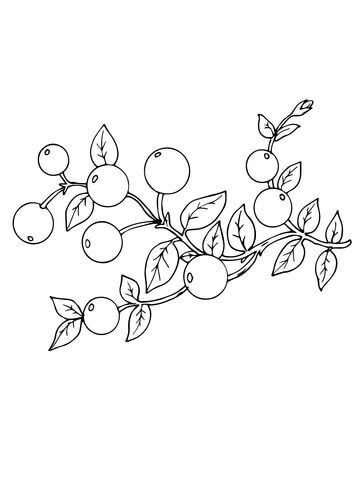 Cranberry Coloring Page