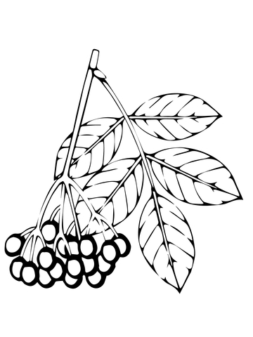 Elderberry Coloring Page