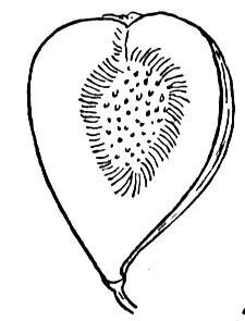 Fig Coloring Page