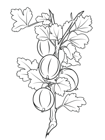 Gooseberries Coloring Page