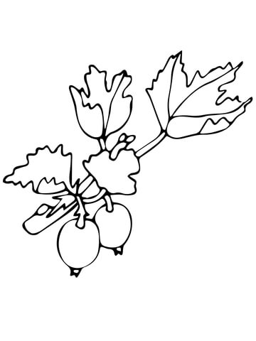 Gooseberry Coloring Page