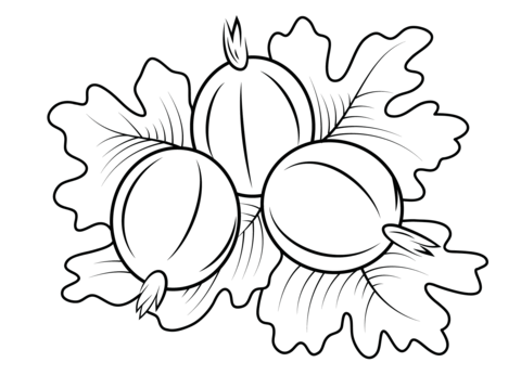 Gooseberry Coloring Page