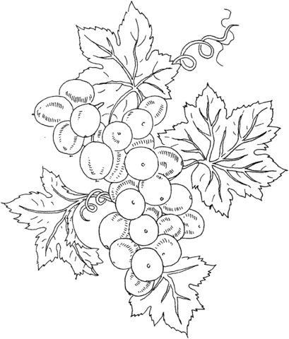 Grape Coloring Page