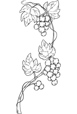 Grapevine Coloring Page