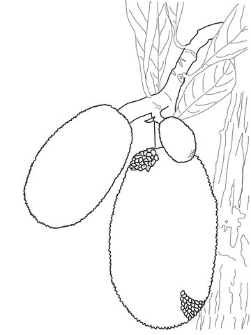 Jackfruit Coloring Page