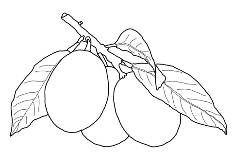 Kumquat Coloring Page