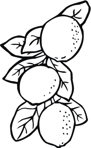 Lemons Coloring Page