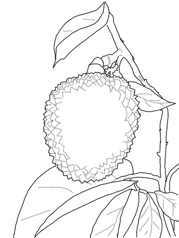 Lychee Coloring Page