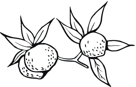 Orange Coloring Page