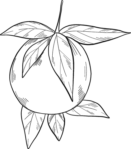 Orange Coloring Page