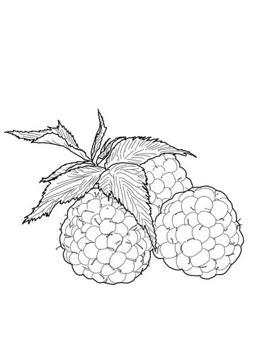 Raspberries Coloring Page