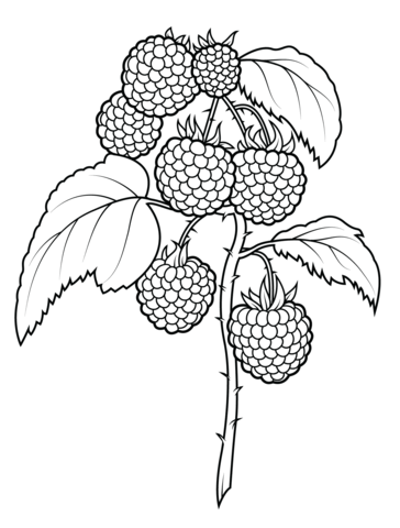 Raspberries Coloring Page