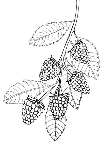 Raspberry Coloring Page