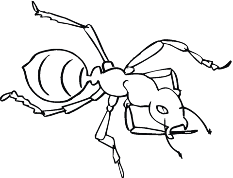 Ant Coloring Page