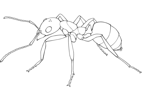 Ant Coloring Page