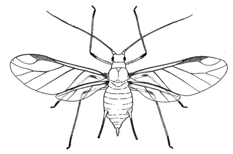 Aphid Coloring Page