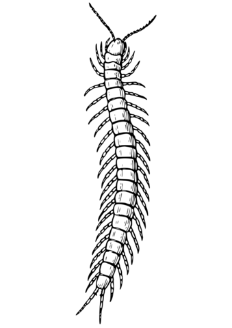 Centipede Coloring Page