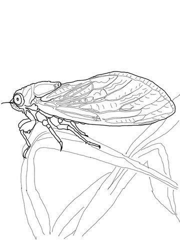 Cicada Coloring Page