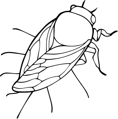 Cicada Coloring Page