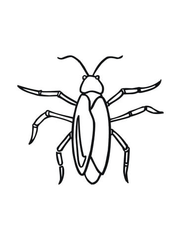 Cockroach Coloring Page