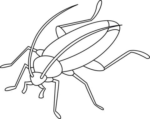 Cockroach Coloring Page