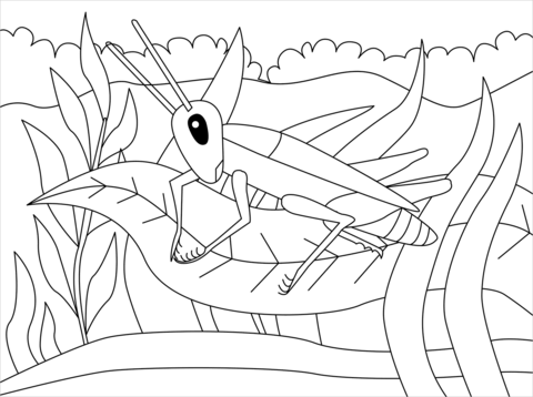 Cricket Coloring Page