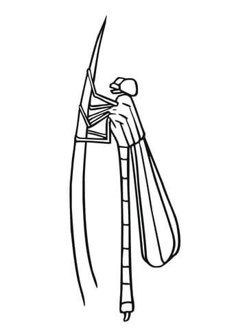 Damselfly Coloring Page