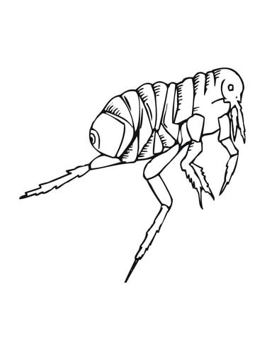 Flea Coloring Page