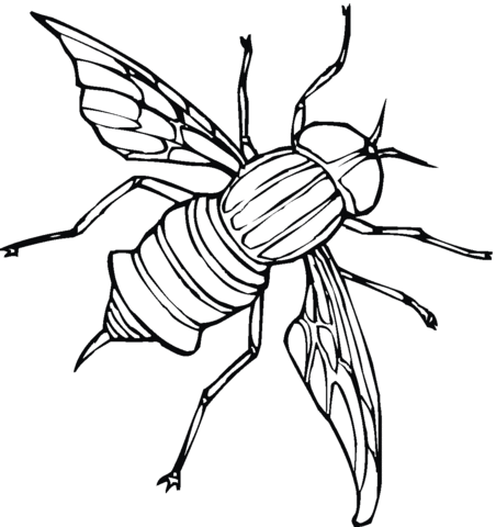 Fly Coloring Page