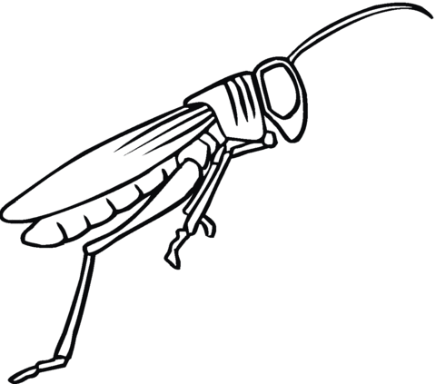 Grasshopper Coloring Page