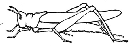 Grasshopper Coloring Page