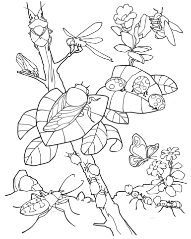 Insects Coloring Page