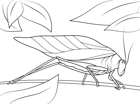 Katydid Coloring Page