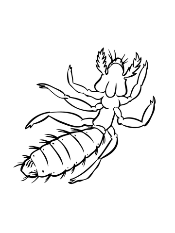 Louse Coloring Page