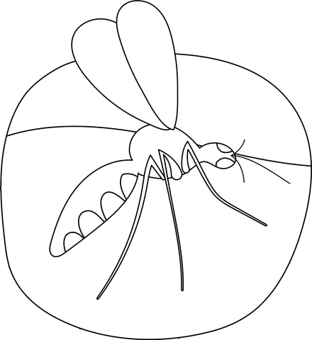 Mosquito Coloring Page