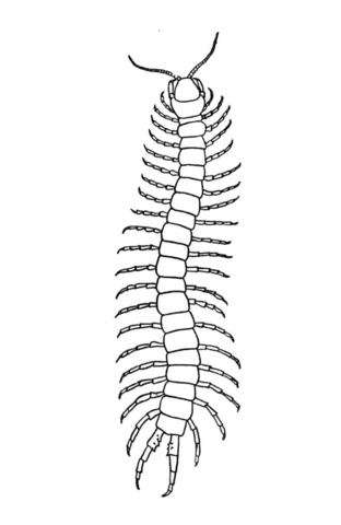 Scolopendra Coloring Page