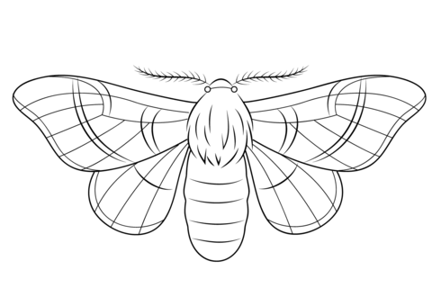 Silkmoth Coloring Page