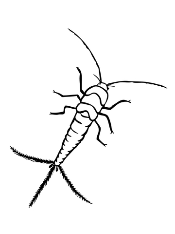 Silverfish Coloring Page