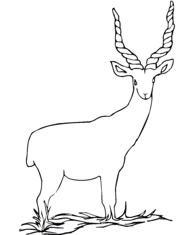 Addax Coloring Page